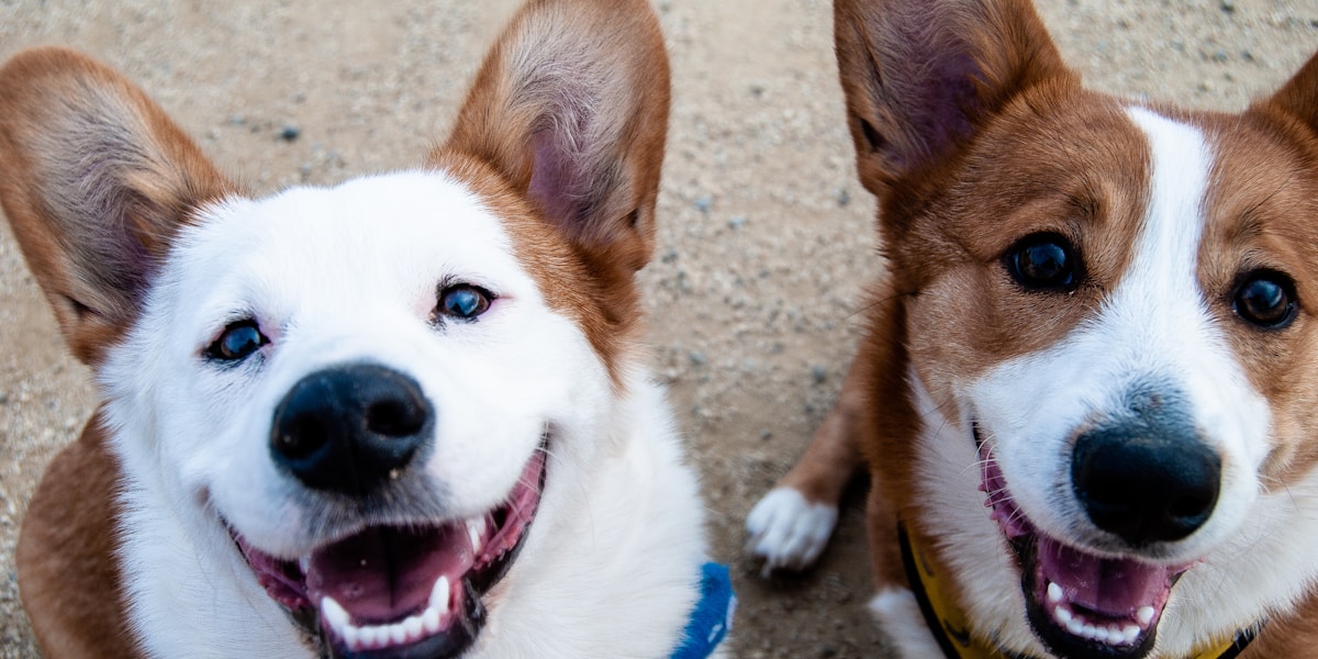 グルーミングサービス